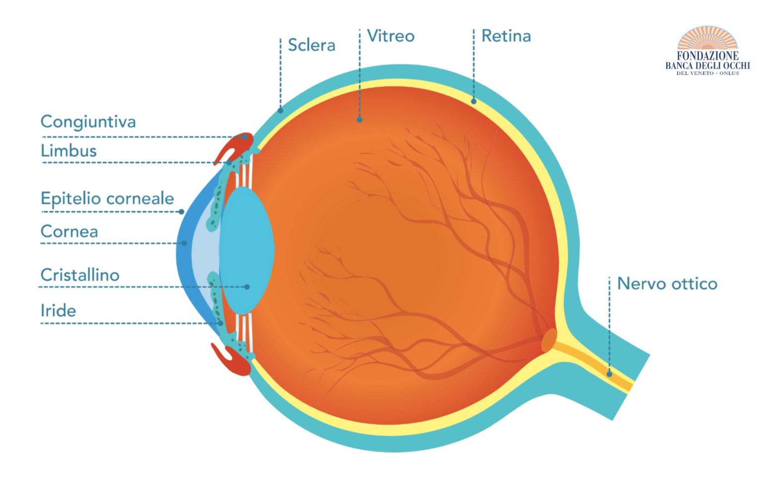 La struttura dell'occhio 